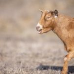 CBA联赛现场直播:巅峰对决,热血激战正酣! vhyjgm8trk